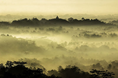 Trees against sky during sunset