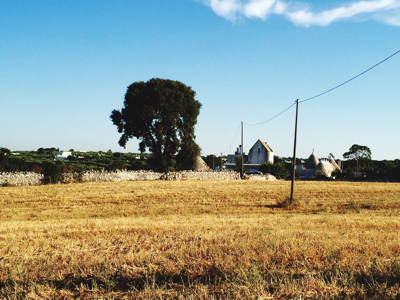 field, grass, tree, sky, rural scene, building exterior, landscape, built structure, architecture, house, clear sky, agriculture, growth, farm, blue, nature, tranquility, tranquil scene, grassy, plant