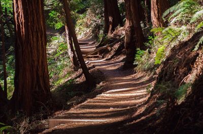 Trees in forest