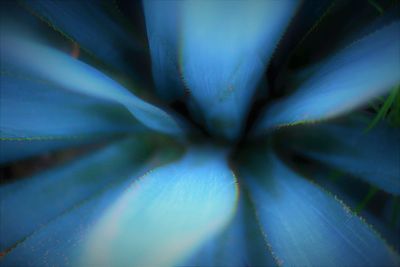 Full frame shot of blue flowering plant