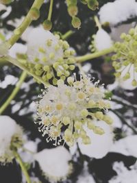 Close-up of white flowering plant