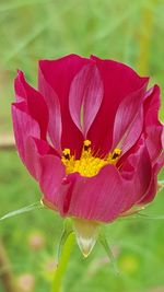 Close-up of red flower