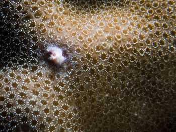 Full frame shot of bubbles in sea