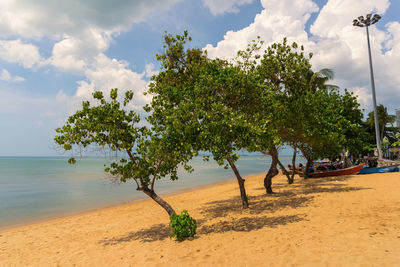 Trees on beach against sky