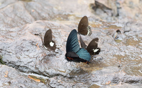 High angle view of butterfly on rock