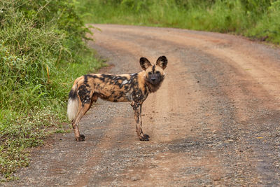 Wild dog in hluhluwe, south africa