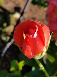 Close-up of red rose