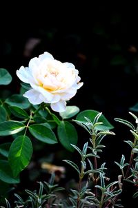 Close-up of rose blooming outdoors