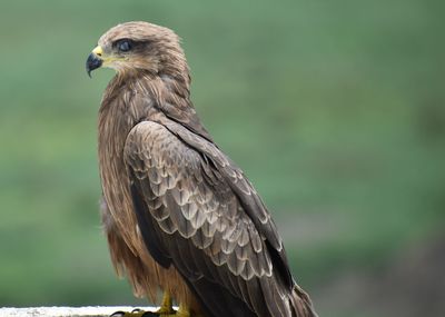 Close-up of eagle perching outdoors