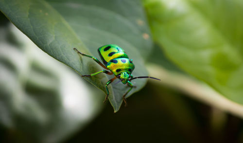 Close-up of insect on leaf