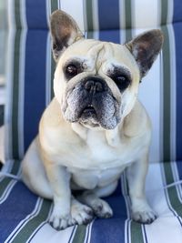 Close-up portrait of dog sitting on seat