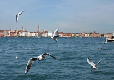 Seagulls flying over sea in city