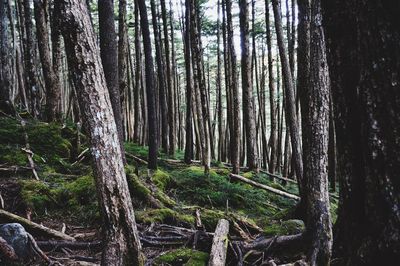 Trees growing in forest