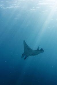 Fish swimming in sea