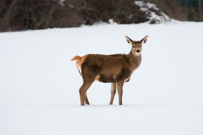 Side view of mammal standing on snow covered land