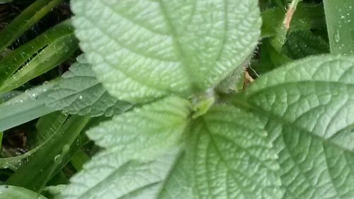 Close-up of insect on plant