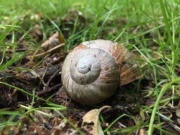 Close-up of snail on grass