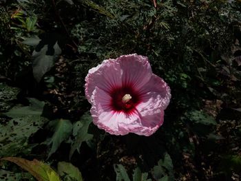 Close-up of pink flower in park