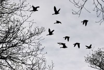 Low angle view of birds flying against clear sky