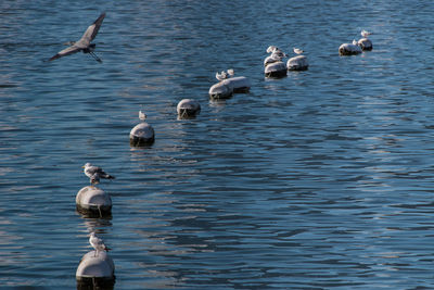 Ducks swimming in lake