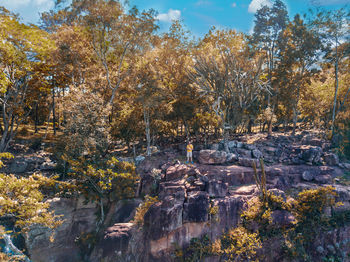 Trees growing in forest during autumn