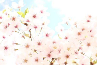 Close-up of pink cherry blossoms