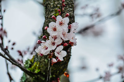 Close-up of cherry blossom tree during winter