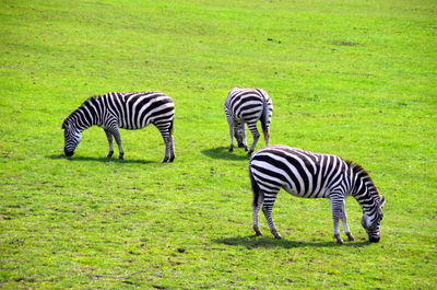 Zebra grazing in a field