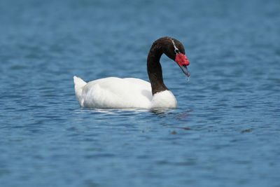 Swan swimming in lake