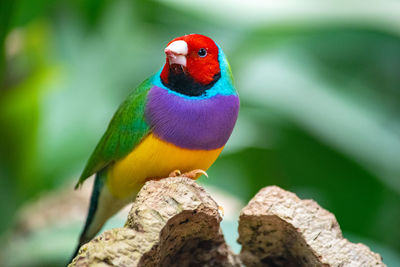 Close-up of parrot perching on leaf