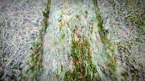 High angle view of bamboo trees on field