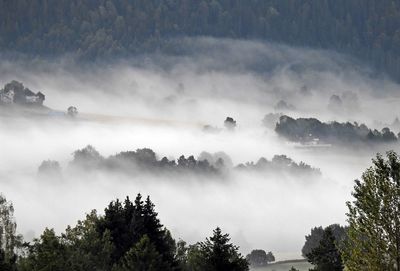 Panoramic view of trees in forest against sky