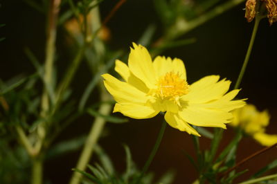 Close-up of yellow flowering plant on field
