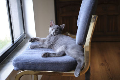 Close-up of cat sitting on chair at home