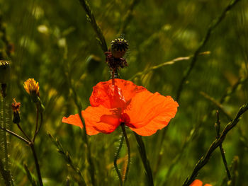 Close-up of a red flower 