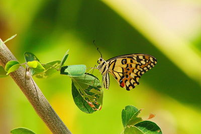 Butterfly on leaf