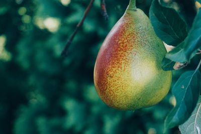 Close-up of fruits on tree