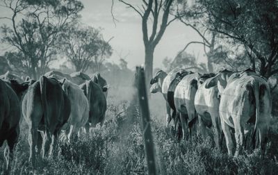 Panoramic shot of cows on field against sky