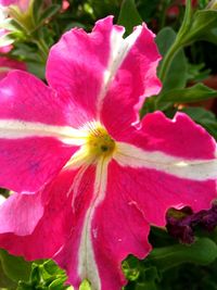 Close-up of pink day lily blooming outdoors