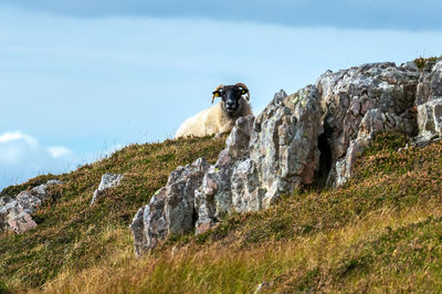 View of an animal on rock