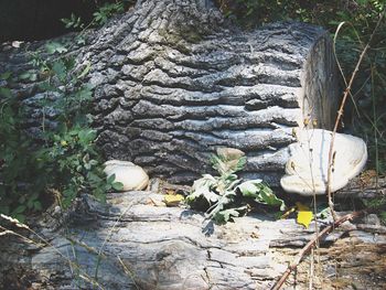 Plant growing in forest