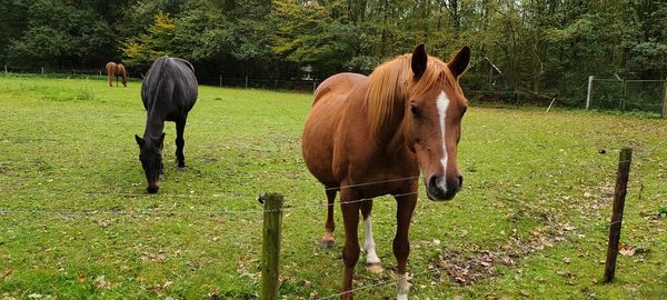 Horses in ranch