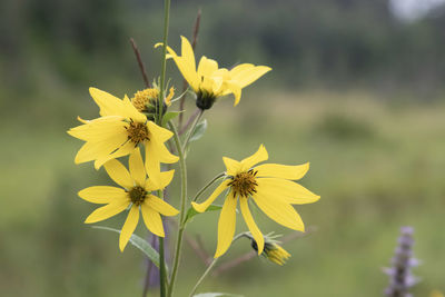 Close-up of yellow flowering plant in a field