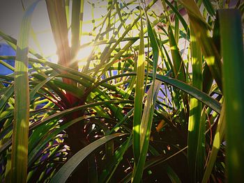 Close-up of grass