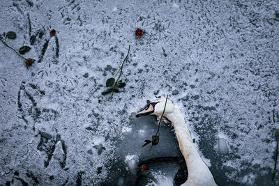 High angle view of fishes in snow