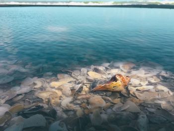 High angle view of crab in sea