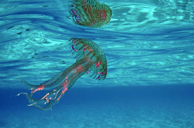 View of jellyfish swimming in sea