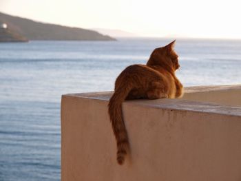 Cat on sea shore against sky