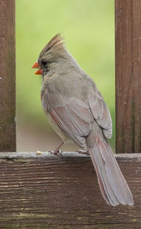 Close-up of bird perching on wood