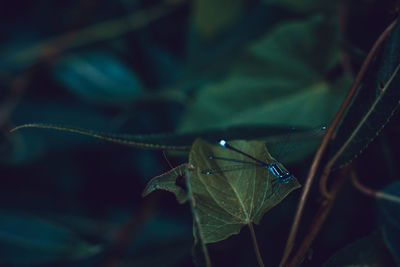 Close-up of damselfly on leaf